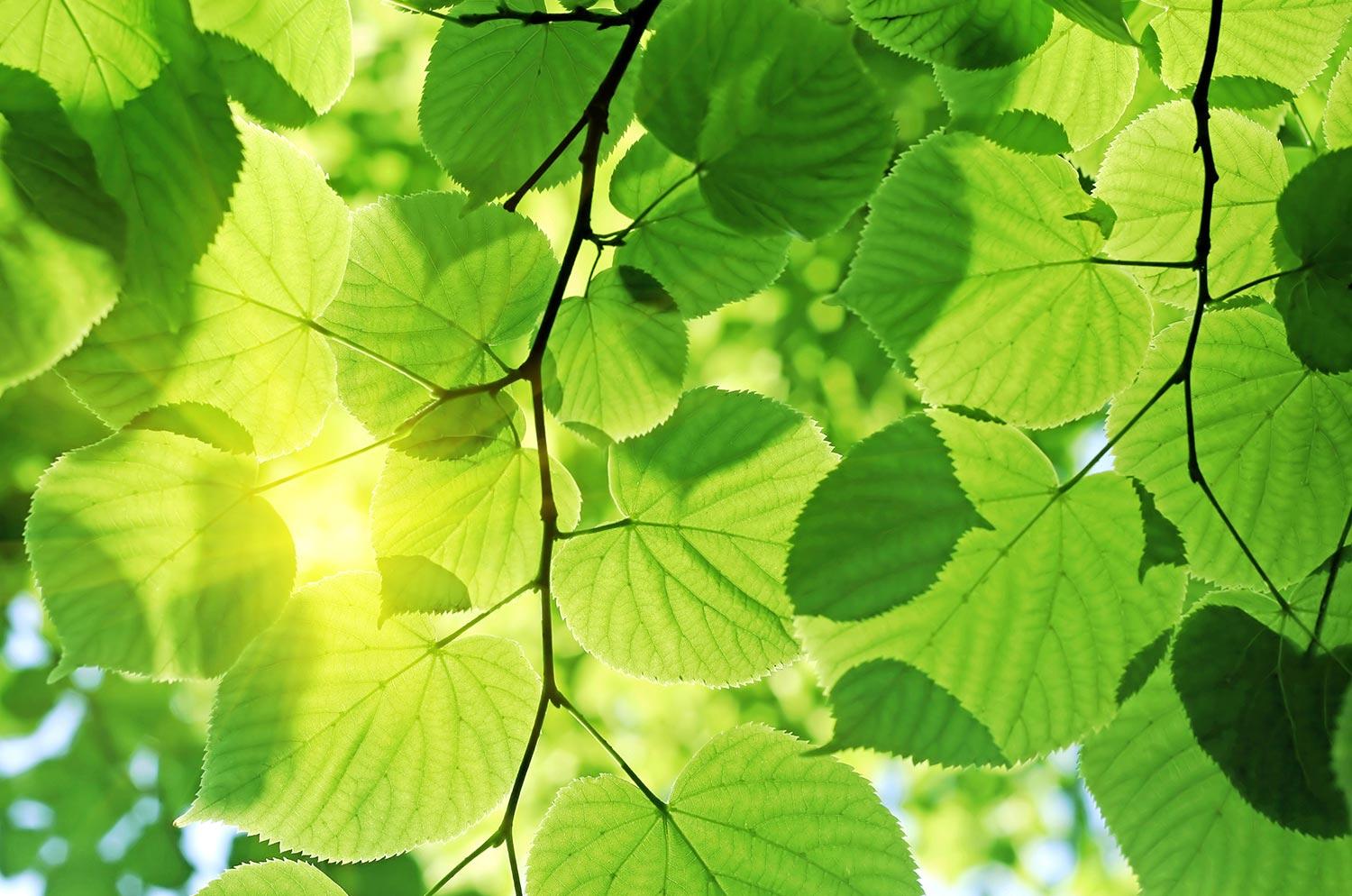 Green foliage illuminated by sunlight